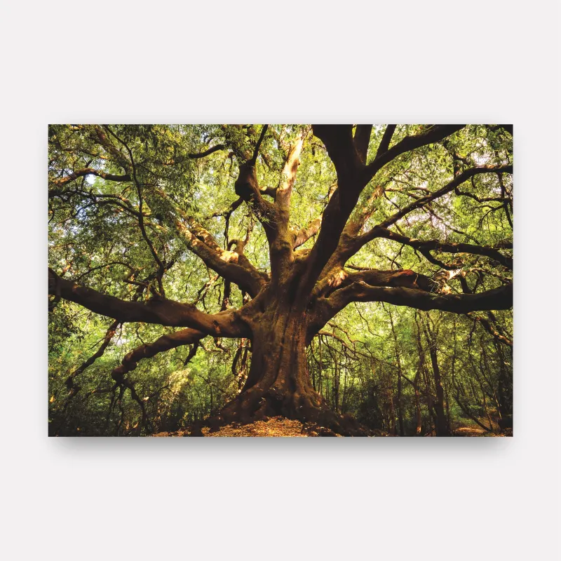 Quadro Árvore Parque  Ilice del Carrinu - Itália