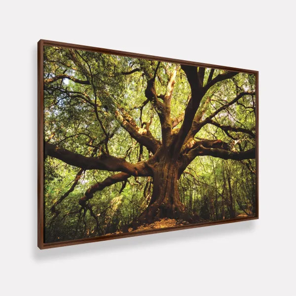 Quadro Árvore Parque  Ilice del Carrinu - Itália