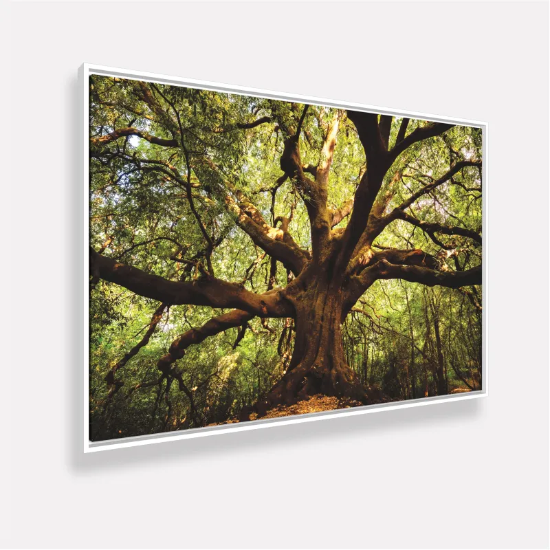 Quadro Árvore Parque  Ilice del Carrinu - Itália