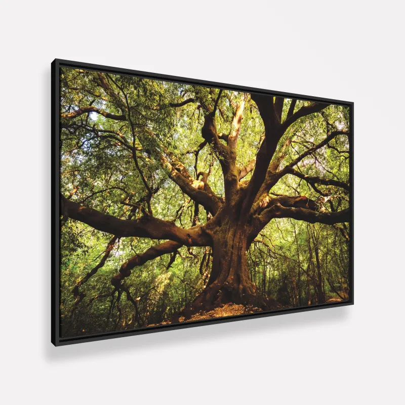 Quadro Árvore Parque  Ilice del Carrinu - Itália