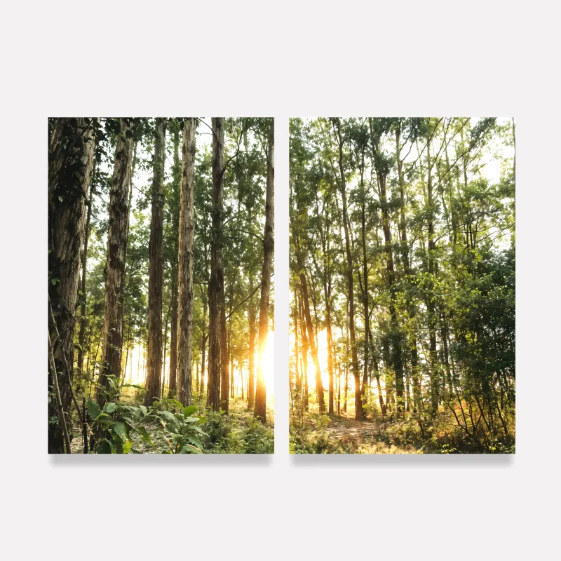 Quadro Duo Paisagem Brilho na Natureza O Sol entre as Árvores