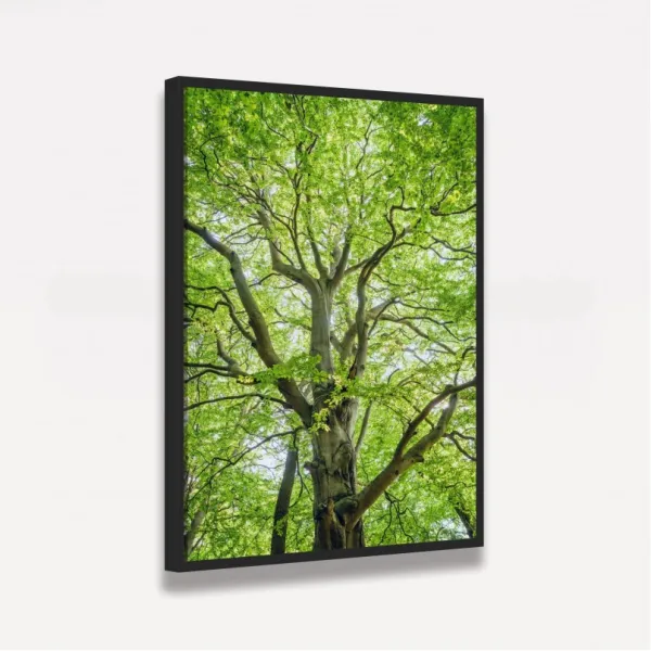 Quadro Entre Folhas e Ramos